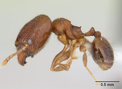 Pheidole flavens (CASENT0178020, profile)