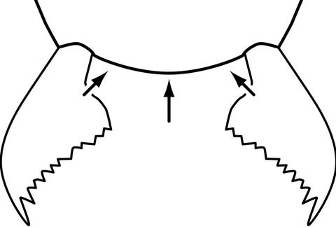 clypeus lacking 3 convexities