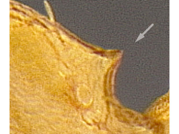 propodeal spines short